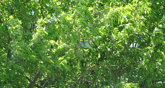 Avrupa arı kuşları görüntüleriyle hayran bırakıyor
