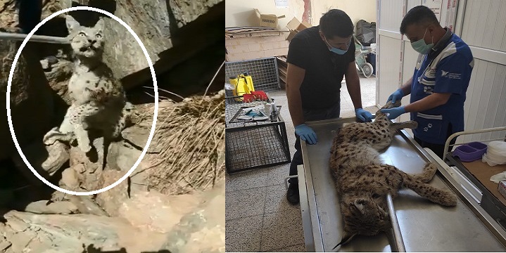 Hakkari de yaralı bulunan Vaşak tedavi altına alındı