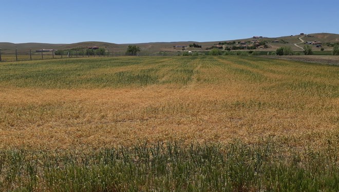 Tahıl alanlarında yüzde 70 ürün kaybı yaşandı