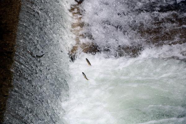 Yüksekova Büyükçay Deresi'nde kefaller üreme döneminde