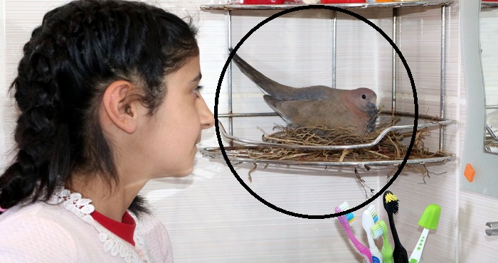 Yüksekova'da, 6 kişilik aile banyosunu kumrularla paylaşıyor