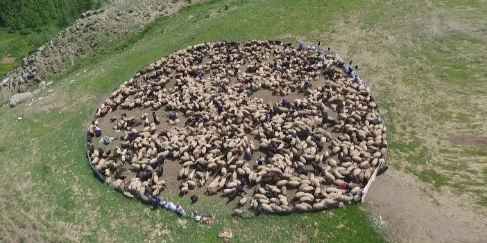 Yüksekovalı berivanların zorlu mesaisi başladı