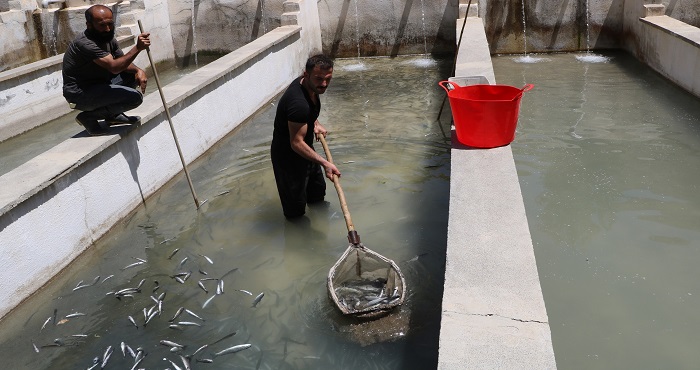 Hakkari'de kar kütleleri eridi tonlarca balık telef oldu