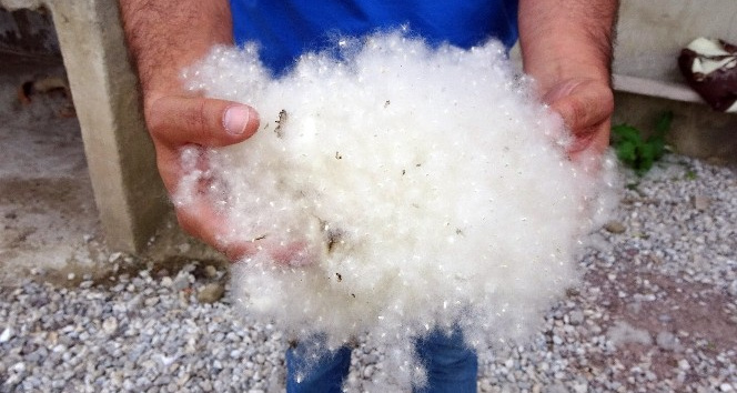 Yüksekova'daki 'Polen' sorunu için karar verildi