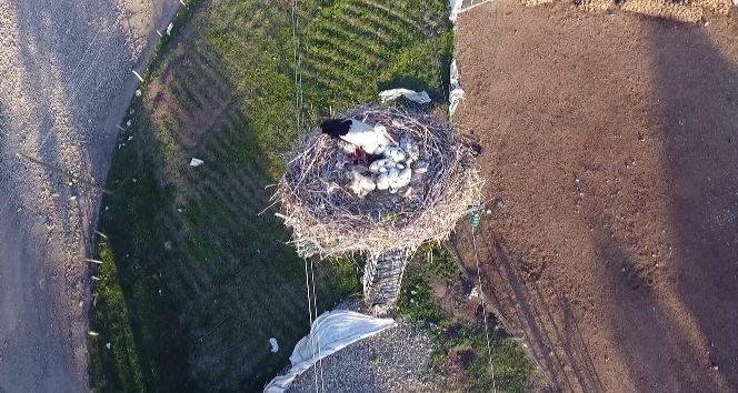 Elektrik direklerine yuva yapan leylekler havadan görüntülendi