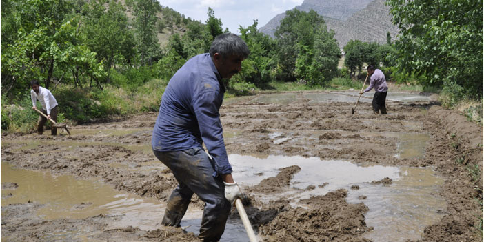 Çukurca'da ekin zamanı: Pirinç tarlaları İMC yolu ile ekiliyor