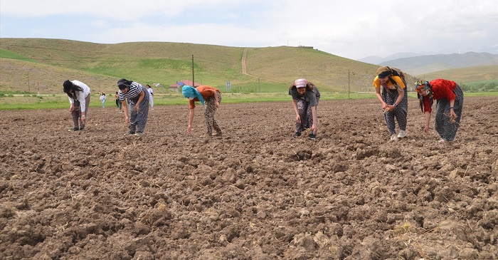 Yüksekova'da ekime kadın eli değdi