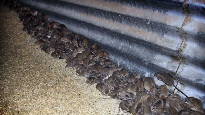 Avustralya'da fare istilası: Onay verilmeyen zehir kullanılacak