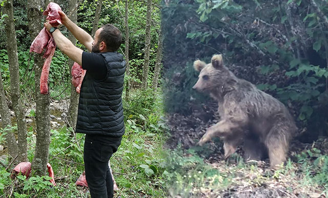 'Ayılar köylere inmesin’ diye ormana ‘sakatat’ bırakıyorlar