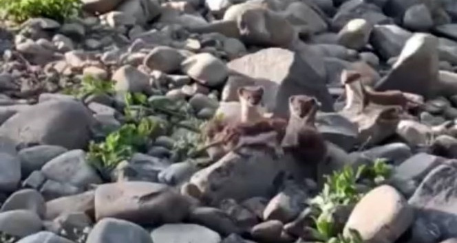 Yüksekova'da sürü halinde gelincikler görüntülendi