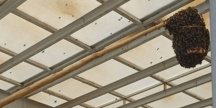 Acil servisi arılar bastı