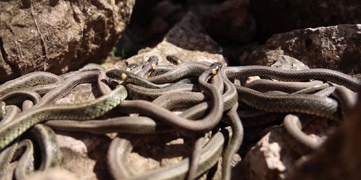 Doğa uyandı, yılanlar çiftleşmeye başladı