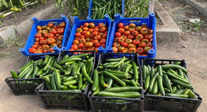 Çukurca Belediyesinin seralarında bereket fışkırıyor