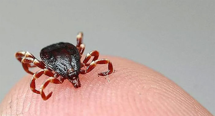 Kene vakaları geri döndü