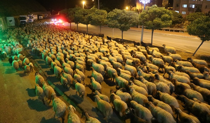 Hakkari karayolunda polis eskortluğunda 10 bin koyun geçti