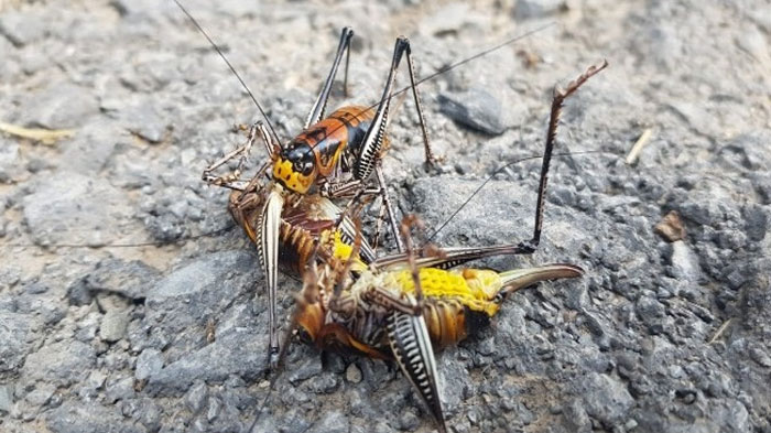 Etçil çekirge görenleri şaşırttı