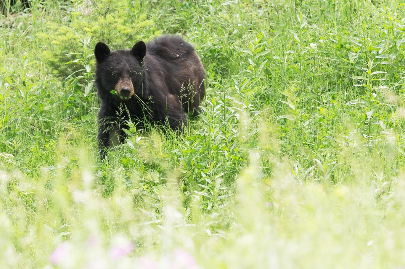 Evinin garajında ayı saldırısına uğradı