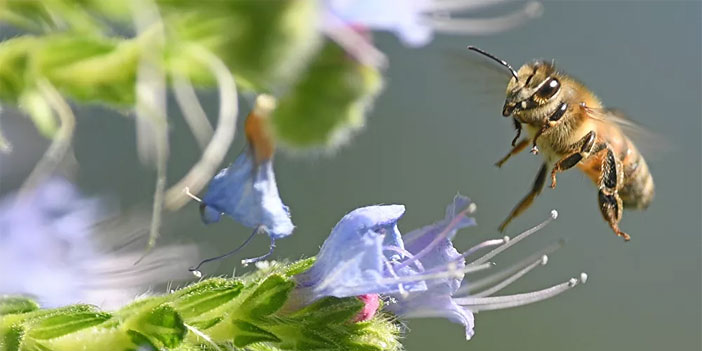 Arılar topluca ölüyor