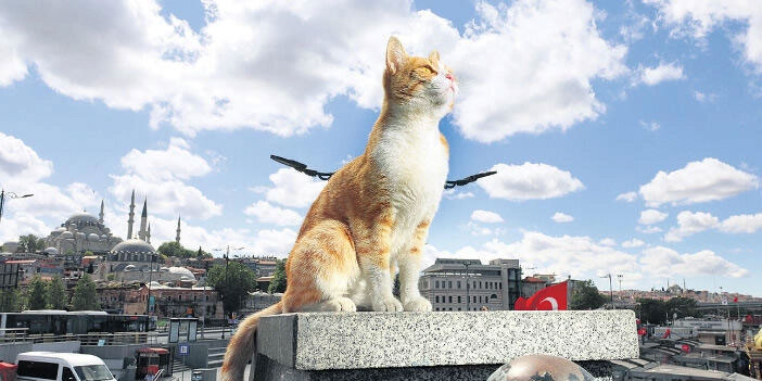 Evcil hayvanları kasten öldürene 4 yıla kadar hapis