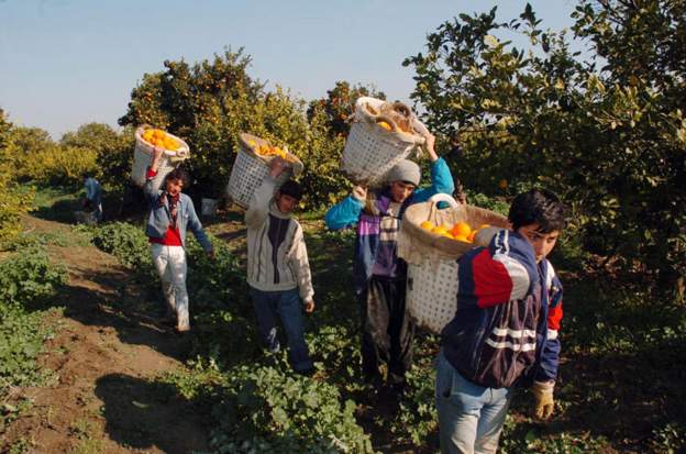 İşçi Sağlığı ve İş Güvenliği Meclisi: Sekiz yılda en az 513 çocuk çalışırken öldü