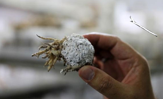 Ağaçları 'avcı böcek' koruyor