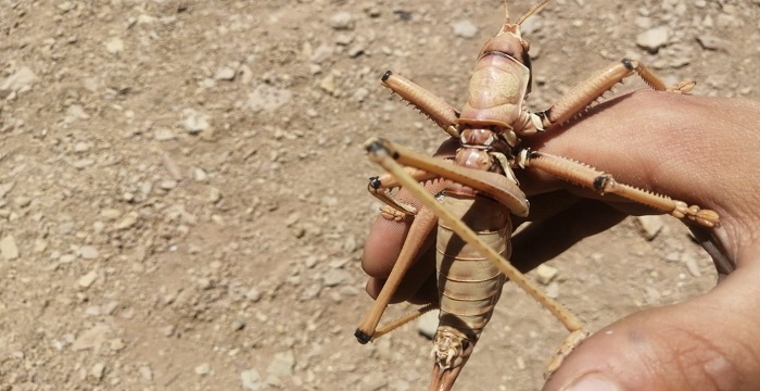 Çukurca'da dev çekirge görüldü