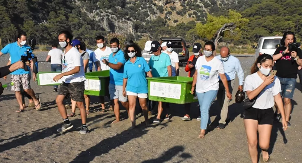 Tedavileri tamamlanan caretta carettalar denize bırakıldı