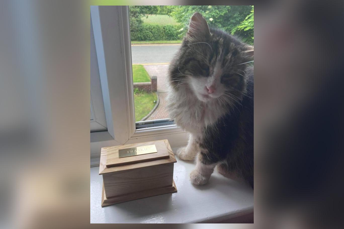 "Öldükten sonra yaktıkları" kedileri eve geri döndü