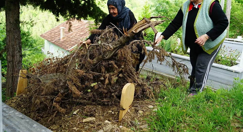 Mezarları kazıp ceset yiyen ayı tekrar ortaya çıktı
