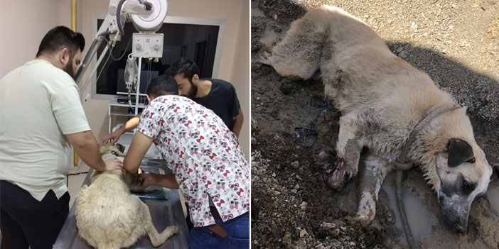 Hakkari'de yaralanan köpek Diyarbakır'a sevk edildi