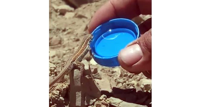 Bitkin halde olan kertenkeleye kapakta su içirdi