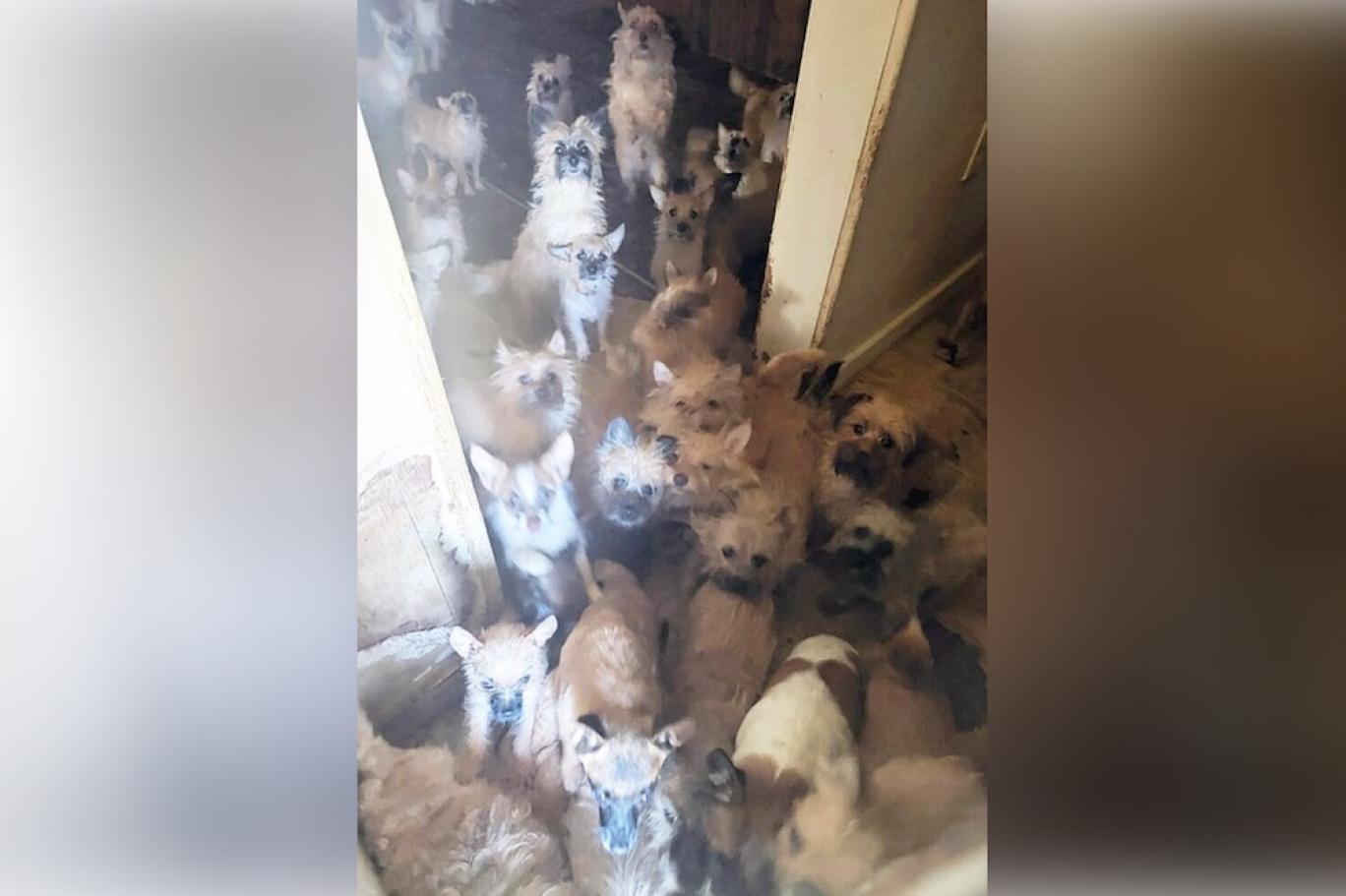 Evden çıkan kiracı arkasında 85 köpek ve 9 kedi bıraktı