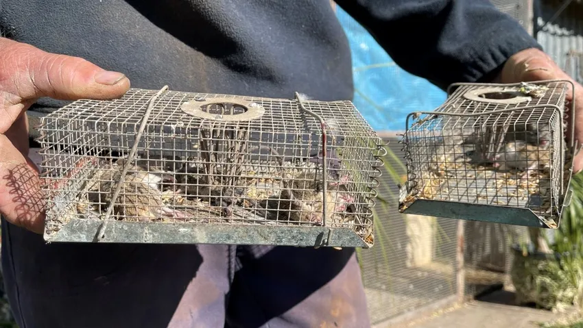 Fare istilası cezaevi tahliye ettirdi