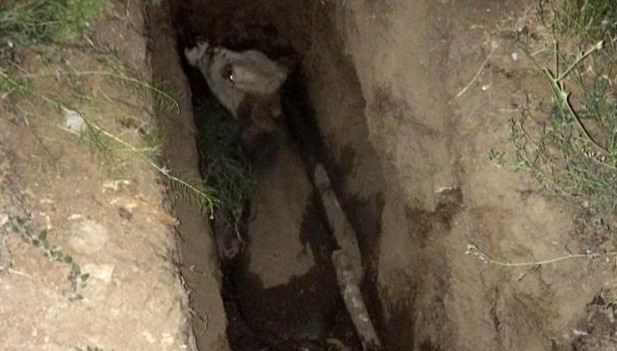 Van’da foseptik çukuruna inek düştü