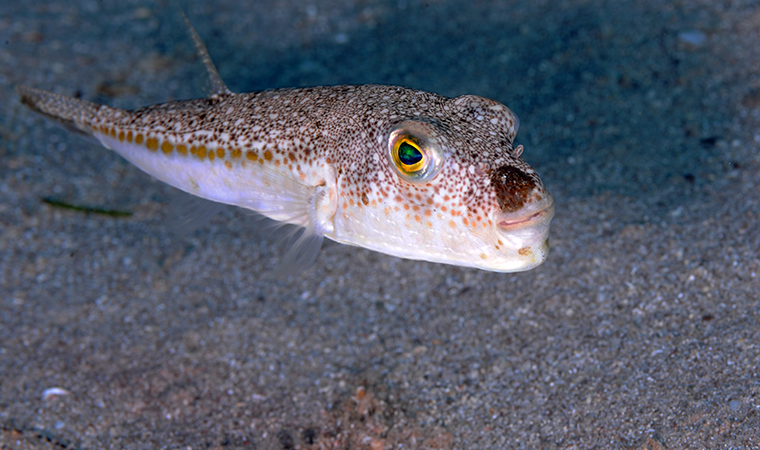 Balon balığının tanesine 5 lira ödeme yapılacak