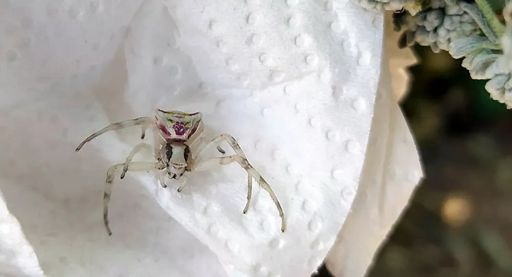 'insan yüzlü örümcek' görüldü