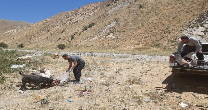 Hakkari'de sokak hayvanlarına yiyecek bırakıldı