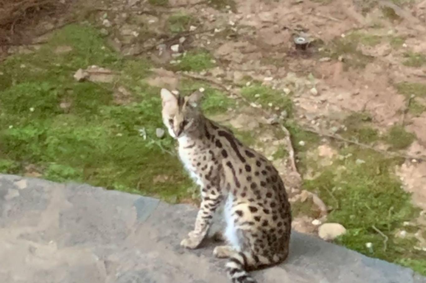 Sabah gözlerini açan kadın, yatağında hiç beklemediği bir hayvanla karşılaştı