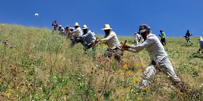 Yüksekova'da imece usulü tırpanla ot biçme