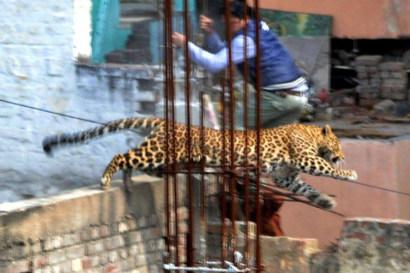 İki kardeşi kovalayan aç leopar, yüzüne doğum günü pastasını yiyince kaçtı