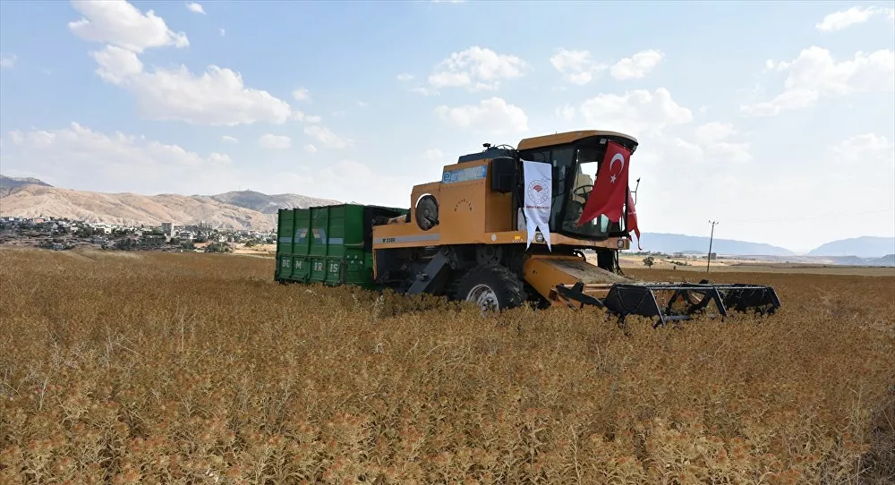 Şırnak'ta ilk kez ekimi denenen aspirin hasadı yapıldı