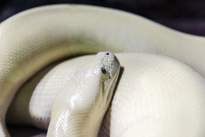 Tuvalette otururken, yılan tarafından cinsel organından ısırıldı