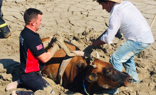 Bataklığa gömülen inek için seferber oldular