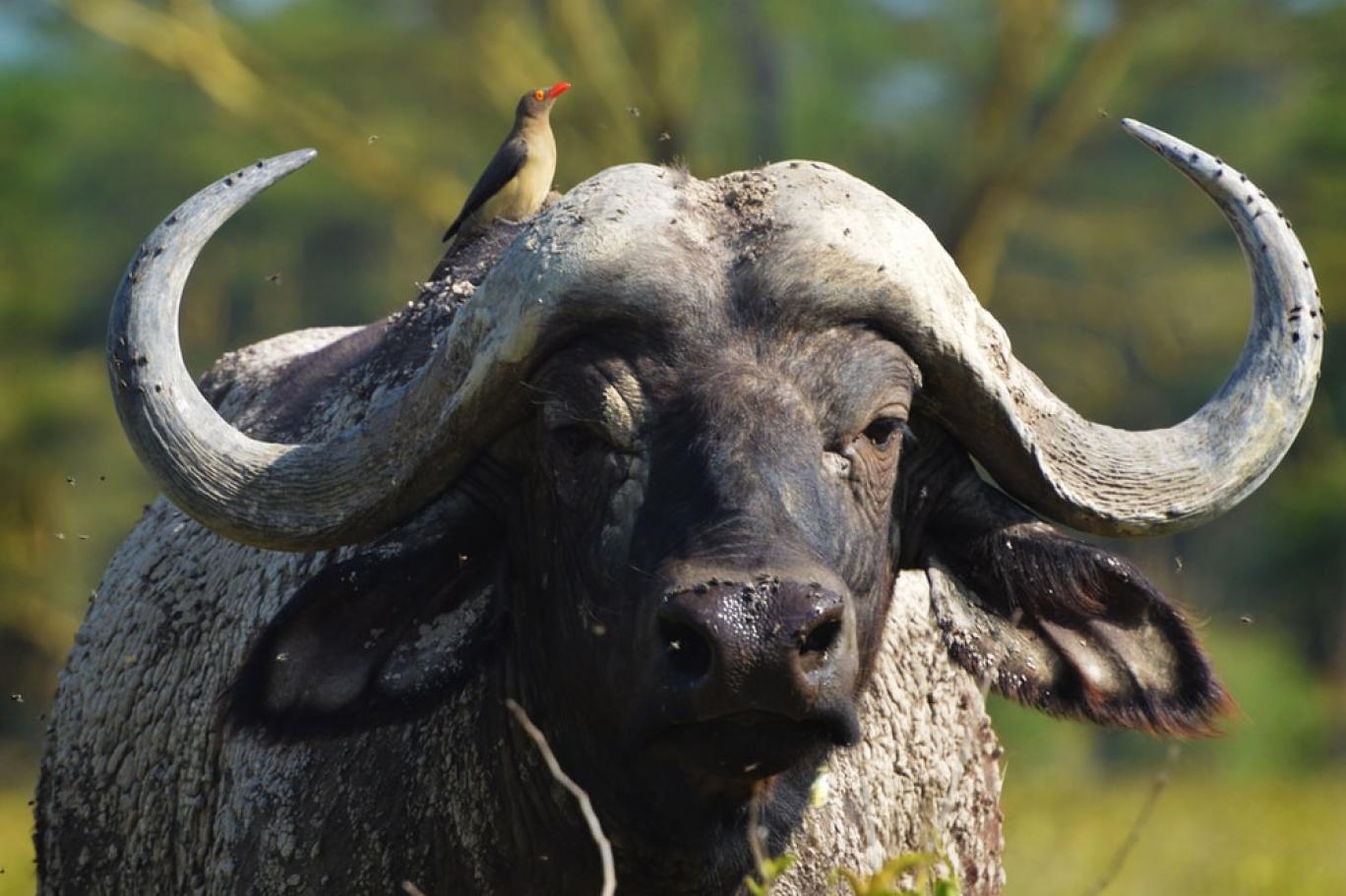 Sarhoş sığırlar, çiftlik sahiplerinin yakayı ele vermesine neden oldu