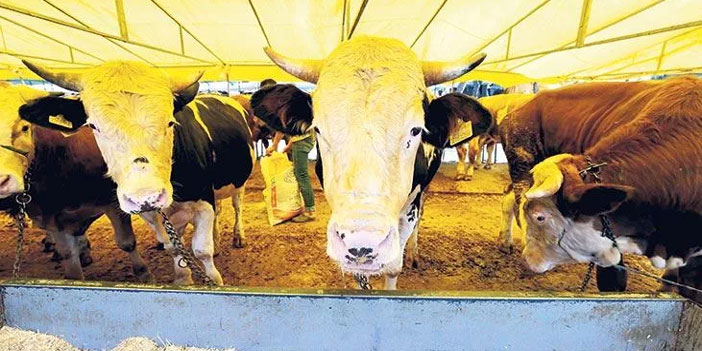 Kurbanın kilosu 24 TL’den başlıyor