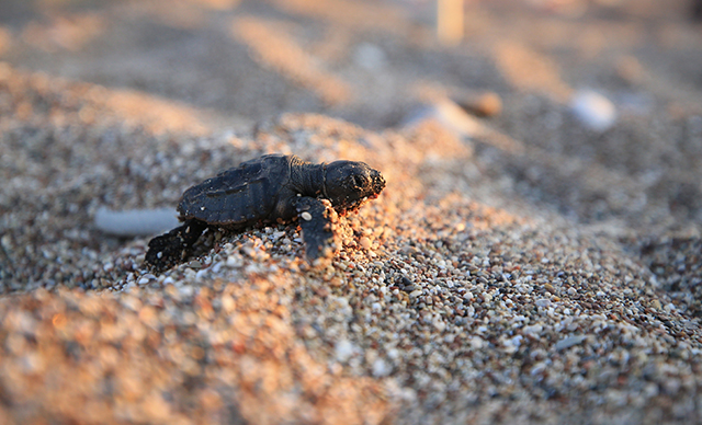 Caretta caretta yavrularının zorlu yolculuğu başlad