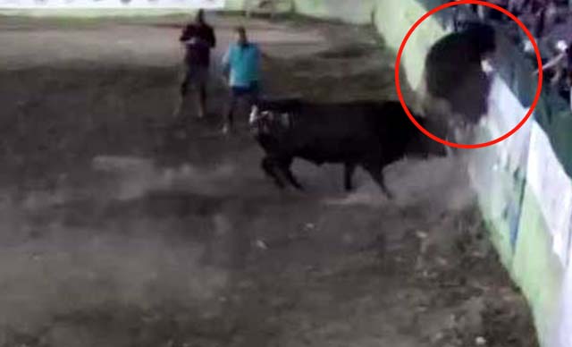 Rakibinden kaçan boğa, tribüne çıkmaya çalıştı