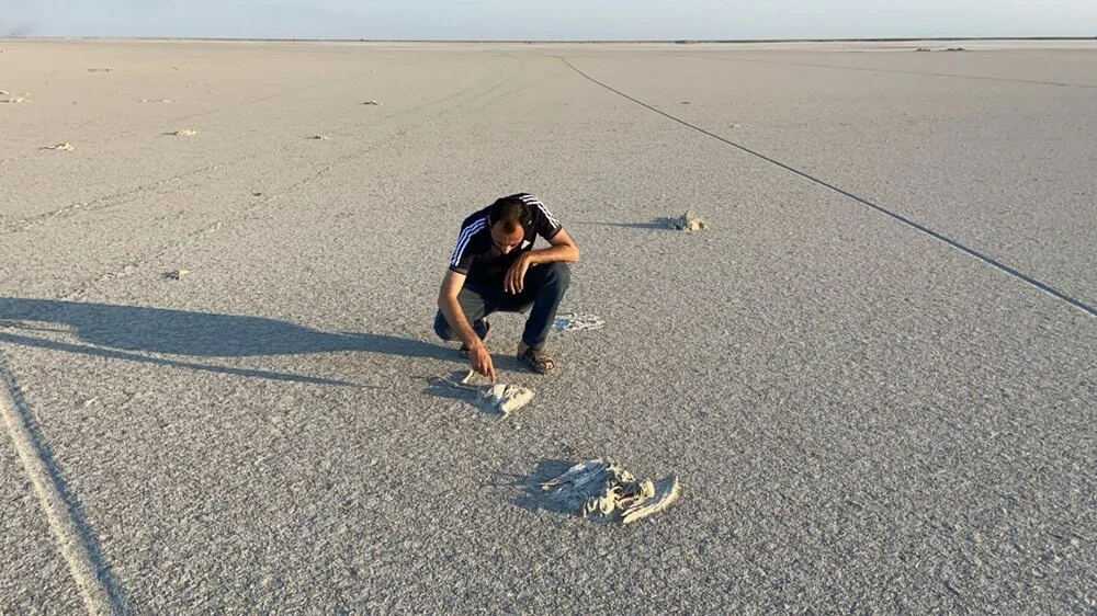 Tuz Gölü'nde toplu flamingo ölümleri