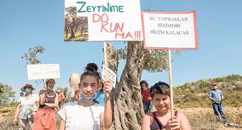 'Asırlık zeytinlikleri kesmeyin' nöbeti