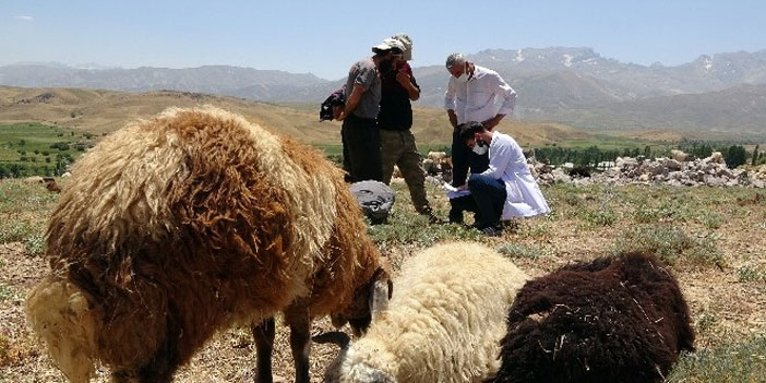 Berivanlar, çobanlar ve çiftçiler aşılanıyor